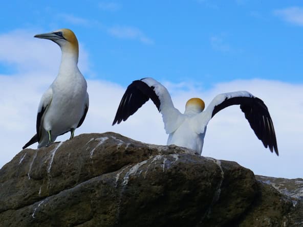 hawkes bay property manager
